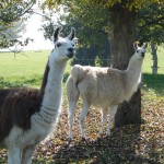 lamas_weide